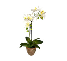 Orchid 2 branches + Fern in ceramic pot H61cm white