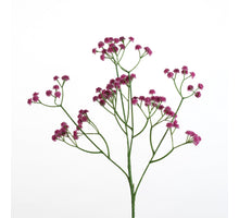 Gypsophila spray L62cm d.pink