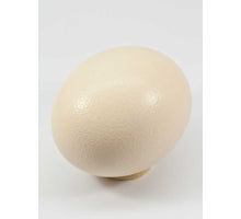 Egg ostrich (struisvogel) natural