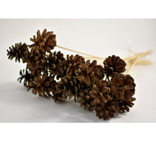 Pine cone o/s 50cm 10pcs bundle