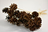 Pine cone o/s 50cm 10pcs bundle