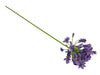 Agapanthus purple 73cm