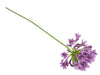 Agapanthus purple 73cm