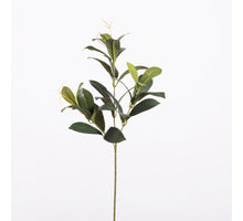 Laurierblad L58cm Groen