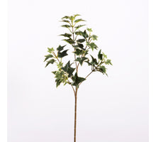 Hederablad L55cm Groen