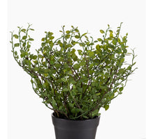 Muehlenbeckia Plant in Pot Green 27cm