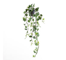 Ipomoea Pescaprae Plant in Pot Green 80cm