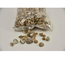Shell Echinellopsis Grandi 1kg