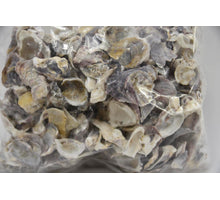Shell Oyster Talaba 1kg