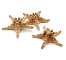 Filipijnse zeester 10-15 cm naturel zak van 12 stuks