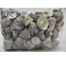 Shell Troca Stellatus natural 1kg