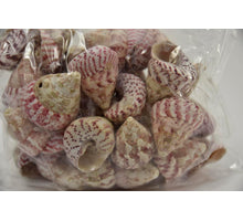 Shell Troca Maculata red 1kg