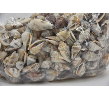 Shell Strombus Urceus 1kg