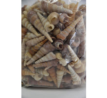 Shell Terebra Turitella 1kg