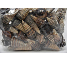 Shell Telescopium 1kg