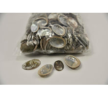 Shell Haliotis Pulcherrima 1kg