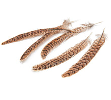 Pheasant tail feathers (female) 10-15cm 50pcs