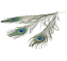 Peacock feathers 70-80cm natural 12pcs