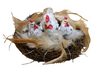 KIPJES POLY OP NEST 13X12X6,5 CM