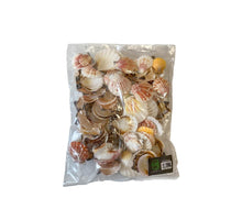 Pecten vexillum 500gr