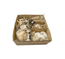 Shell mixbox 19x20x8cm natural