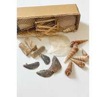 Shell mixbox 28x9x8cm natural