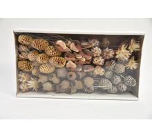 Leucadendron 10cm steker 100st. naturel