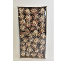 Plumosum 10cm wire box White-wash (55pcs)