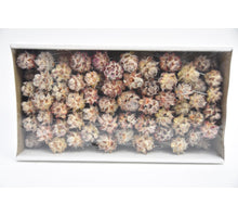 Pubescens 10cm steker naturel 100st