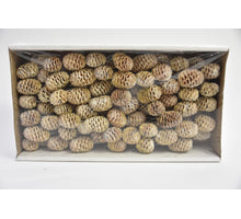 Sabulosum 10cm steker white-wash 90st