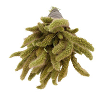 Bunch Setaria nature Natural (grootverpakking 3 normale bossen)