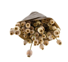 Bunch Papaver nature - Natural (grootverpakking 3 normale bossen)