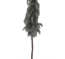 Cedar/Cone Tree on Stem in Pot 160cm Green