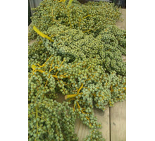 Fresh date branches 10kg