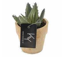 Vetplantje in potje 9x9x9cm
