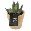 Succulent in pot 9x9x9cm