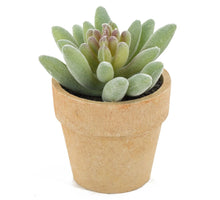 Vetplantje in potje 7x7x9cm
